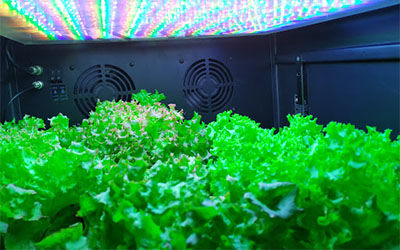 <b>智能农业蔬菜的生产，有效地使用肥料和灌溉</b>