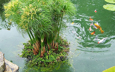 智慧养殖海水养殖和淡水水产养殖的水质参数溶解氧和pH值水文水质检测