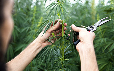 数字农业自动灌溉结合水肥浇灌在工业大麻种植中实现精准灌溉