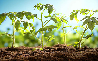 <b>自动灌溉为番茄种植实现远程采集土壤参数智慧灌溉水肥灌溉滴灌</b>