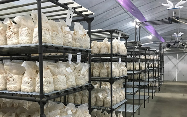 光照LED灯进行蘑菇栽培帮助生长