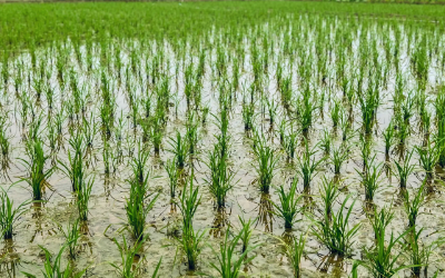 高营养水稻种植土壤成分监测方案