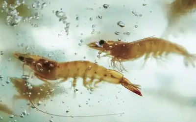 白虾养殖水质在线监测