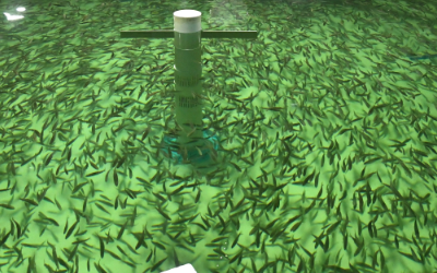 鱼苗培育场水温在线监测