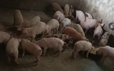养猪养鸡场智能通风系统