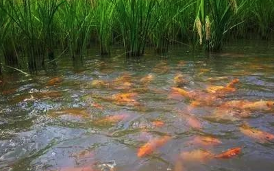 稻田养鱼水质远程监测